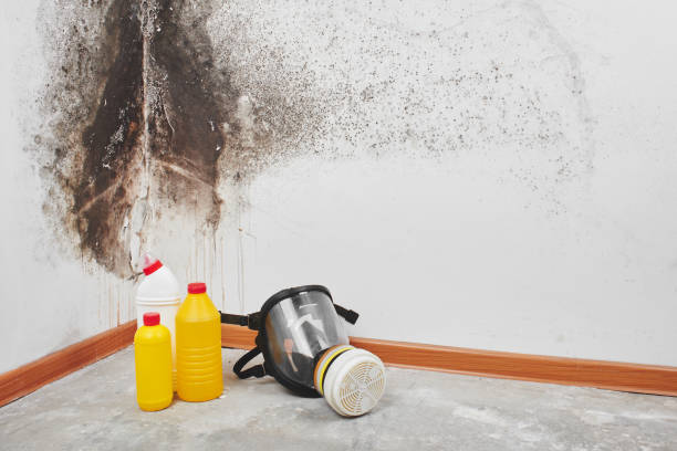 Crawl Space Mold Removal in Llano Grande, TX