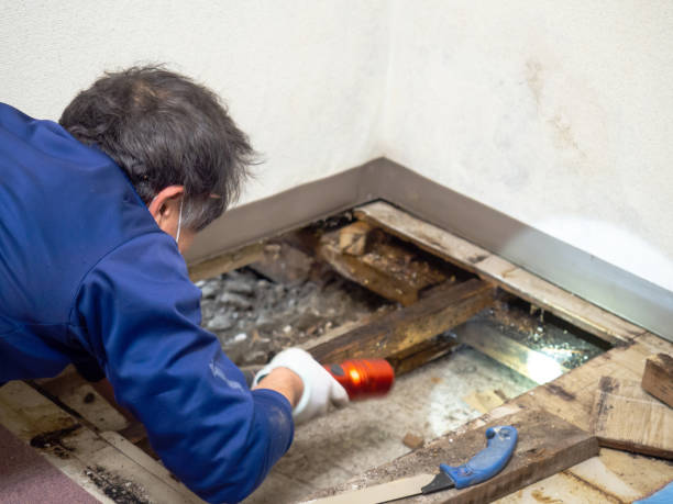 Best Mold Removal Company Near Me  in Llano Grande, TX