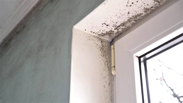 Best Office Mold Removal Services  in Llano Grande, TX