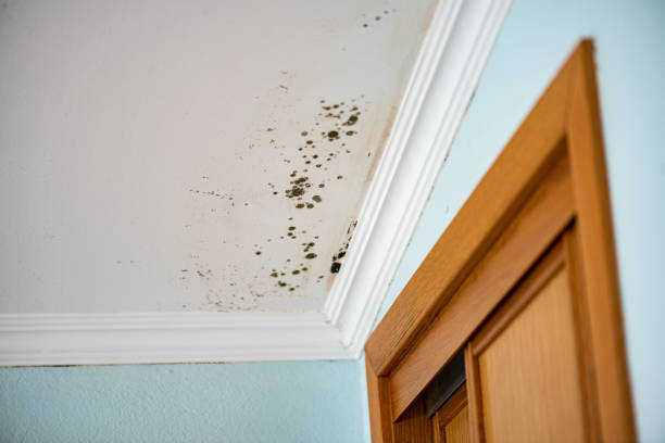 Best Residential Mold Removal  in Llano Grande, TX