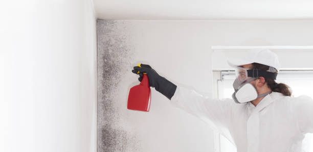 Best Office Mold Removal Services  in Llano Grande, TX