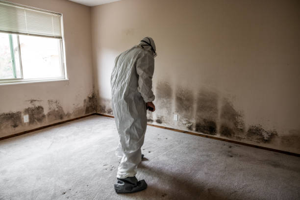 Best Mold Remediation Services  in Llano Grande, TX