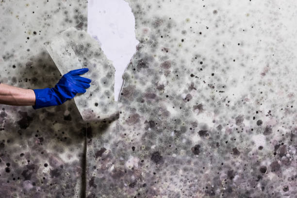 Best Mold Removal and Inspection  in Llano Grande, TX